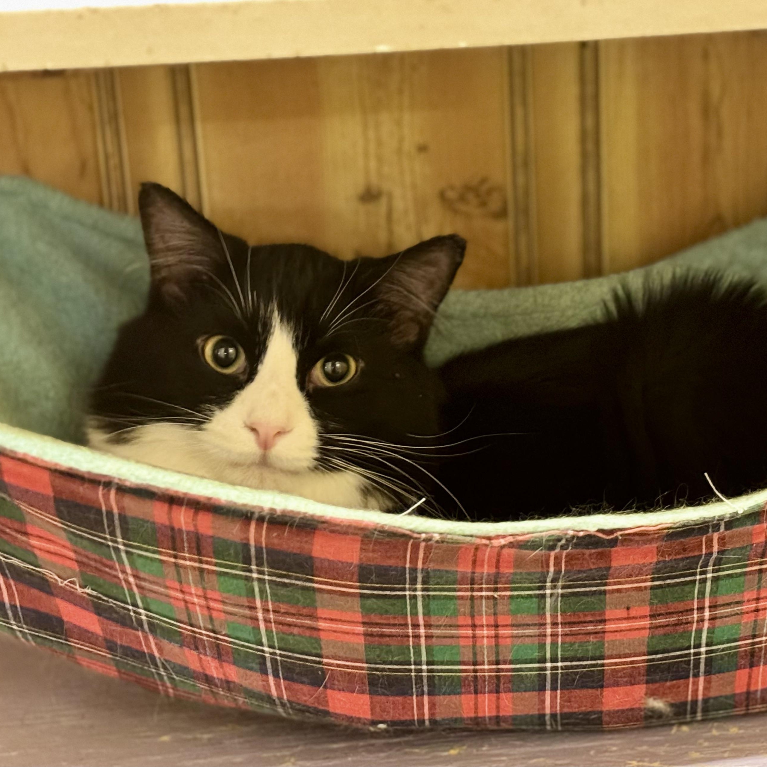 Enlarge Gizmo, a Adoptable Domestic Long Hair in North Tonawanda, NY image 2/4