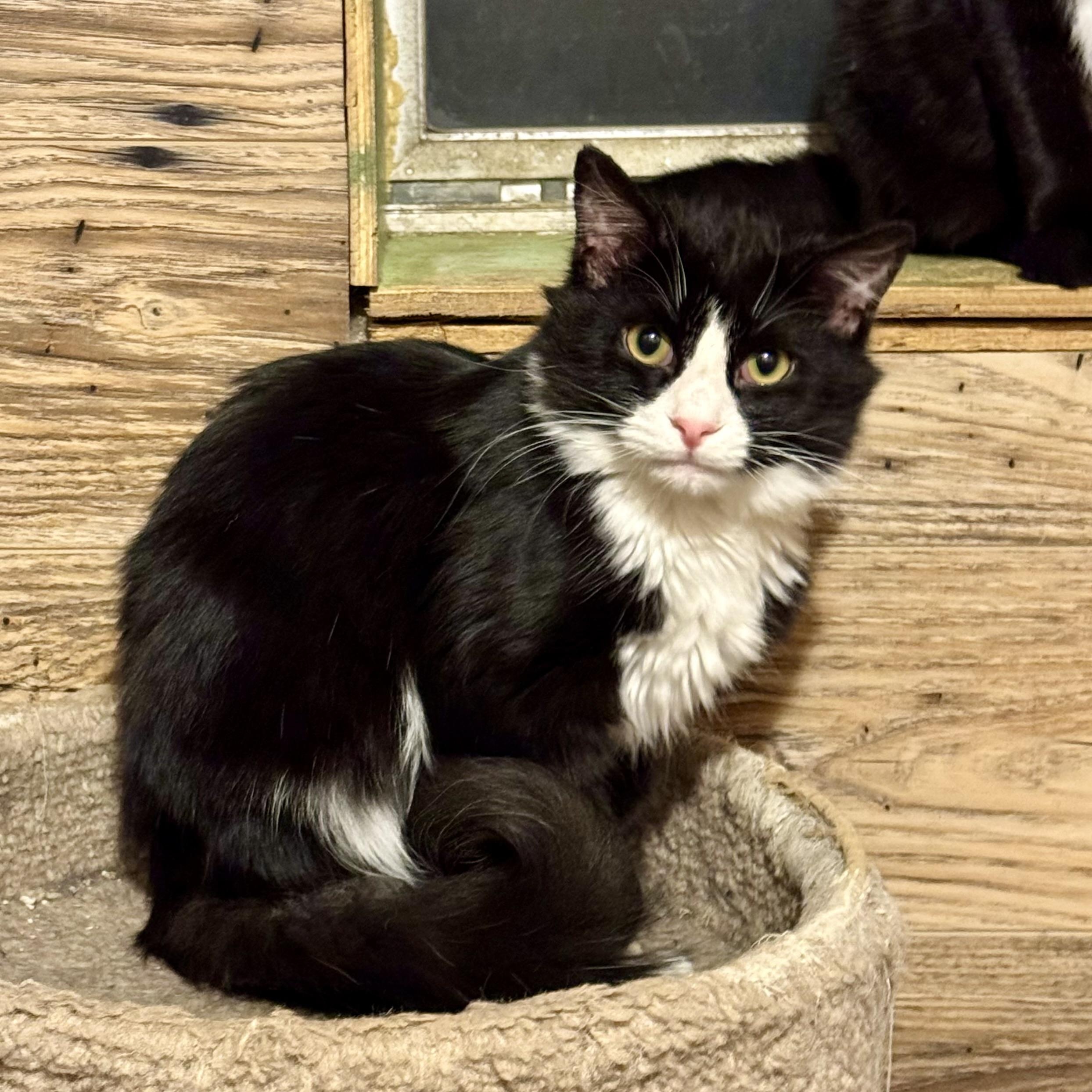 Enlarge Gizmo, a Adoptable Domestic Long Hair in North Tonawanda, NY image 3/4