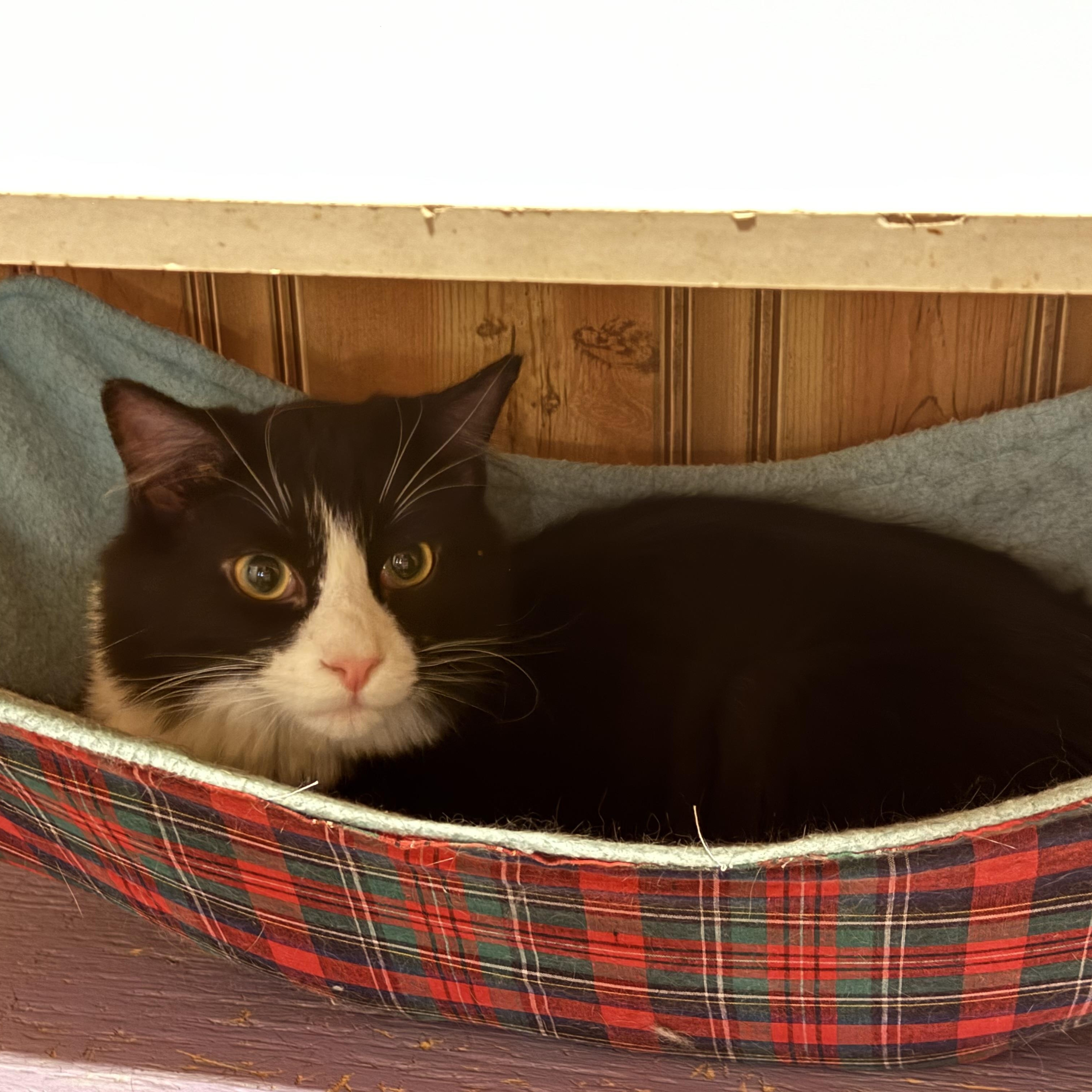 Enlarge Gizmo, a Adoptable Domestic Long Hair in North Tonawanda, NY image 4/4