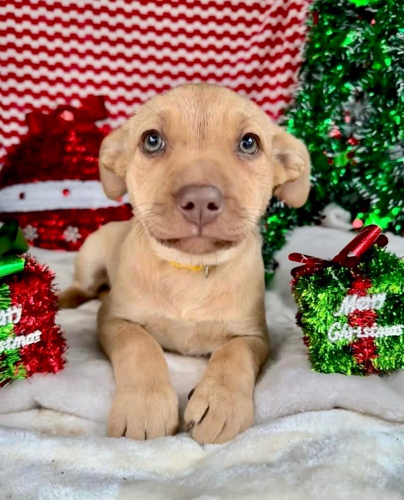 September Gentry thumbnail 4