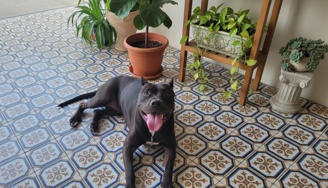 Ajax, a Adopted mixed breed in Midway, UT image 1/2
