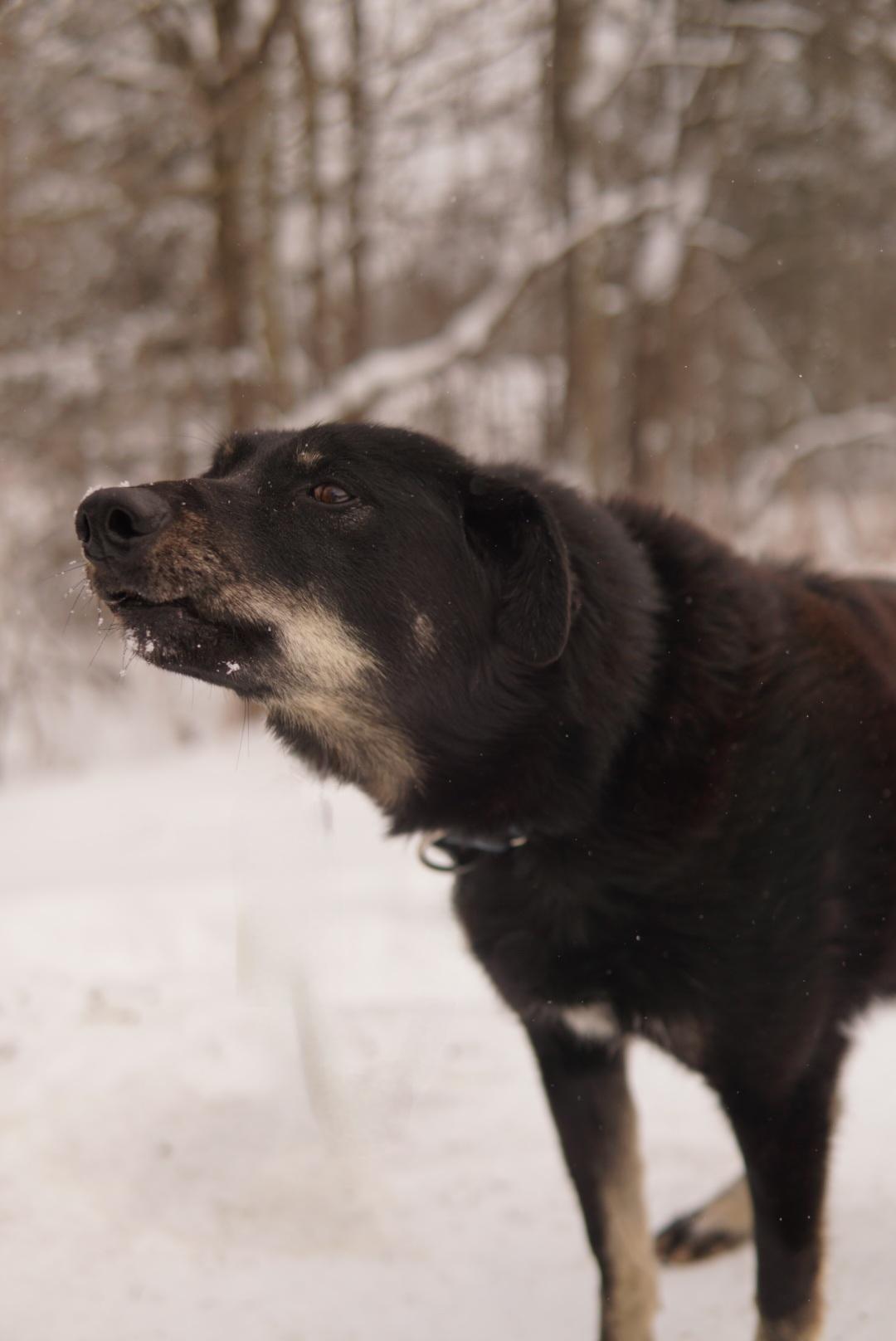 Reese, Adoptable, Senior Male Husky.