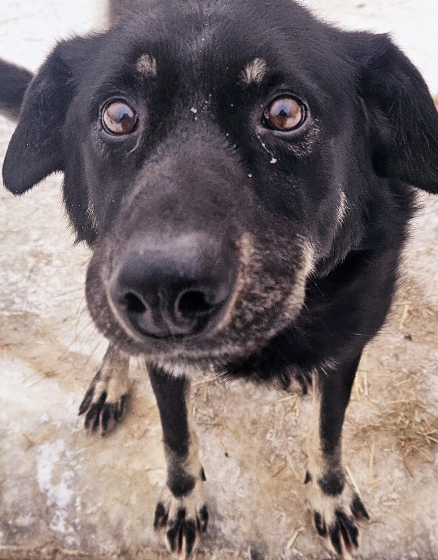 Enlarge Reese, a Adoptable Husky in Jefferson, NH image 1/1