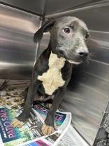 Enlarge Shirley, a ADOPTABLE Mixed Breed in Georgetown, SC image 1/1