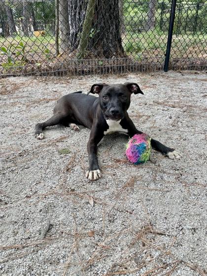 Shirley, ADOPTABLE, Young Female Mixed Breed.