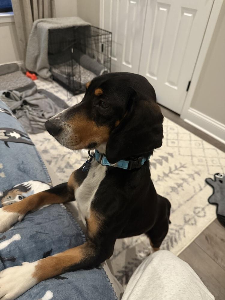 Buddy, Adoptable, Adult Male Beagle.