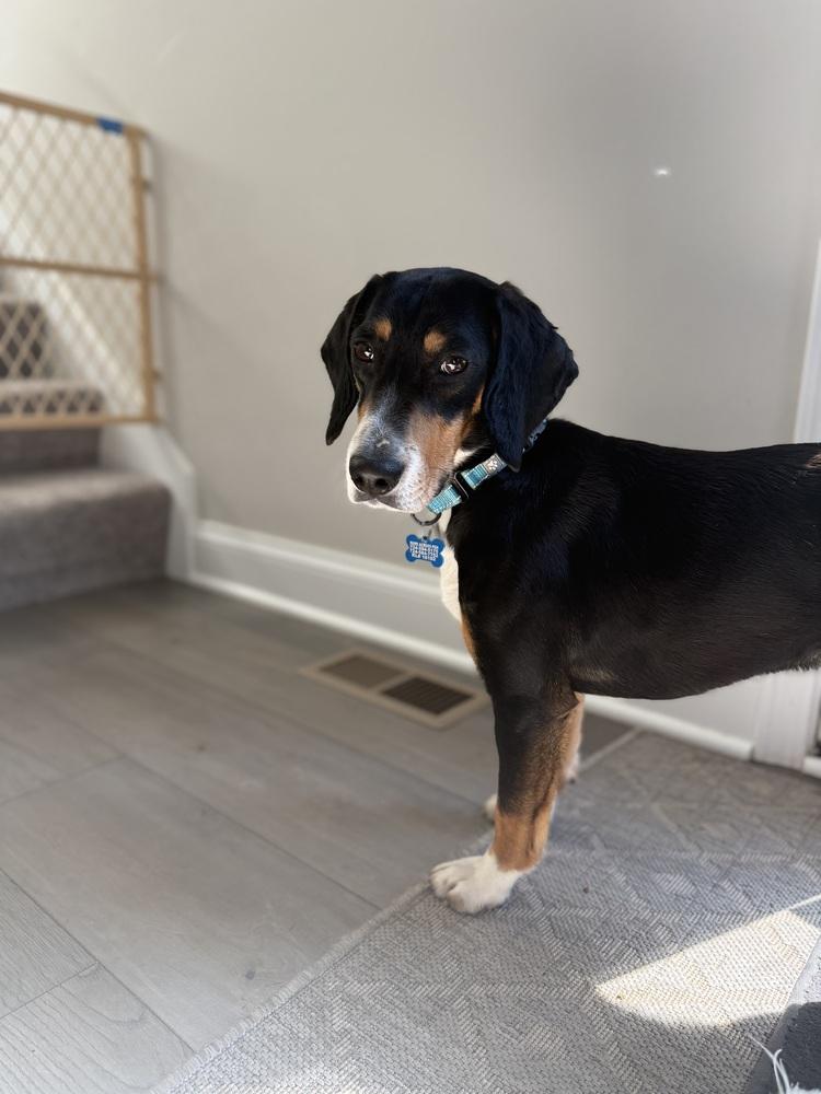 Enlarge Buddy, a Adoptable mixed breed in Springdale, PA image 2/6