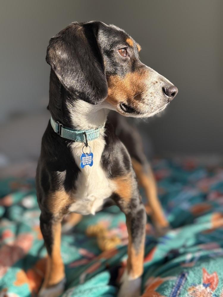 Enlarge Buddy, a Adoptable mixed breed in Springdale, PA image 3/6