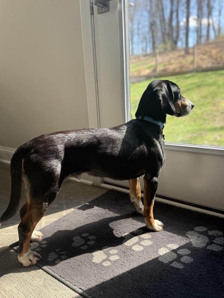 Enlarge Buddy, a Adoptable mixed breed in Springdale, PA image 4/6