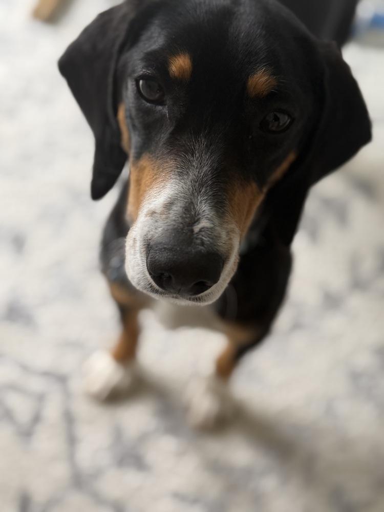 Enlarge Buddy, a Adoptable mixed breed in Springdale, PA image 5/6