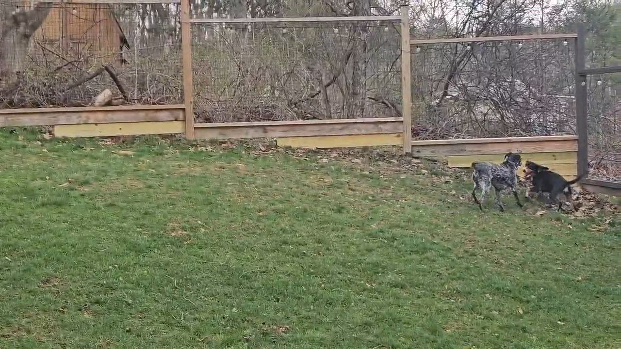 Enlarge Buddy, a Adoptable mixed breed in Springdale, PA video 6/6