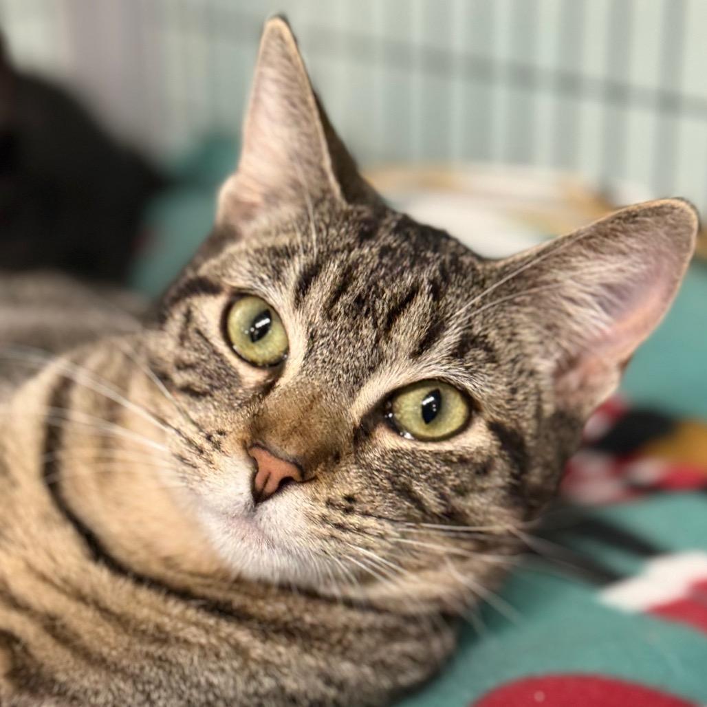 Mary of the Poppins, Adoptable, Young Female Domestic Short Hair.