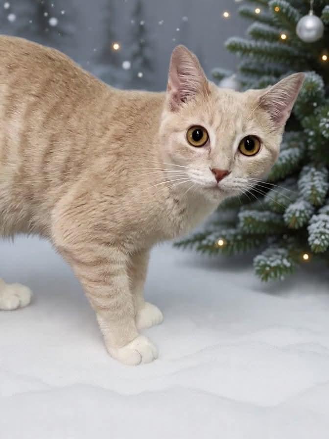 Enlarge Buttercup, a Adoptable mixed breed in South Amboy, NJ image 4/4