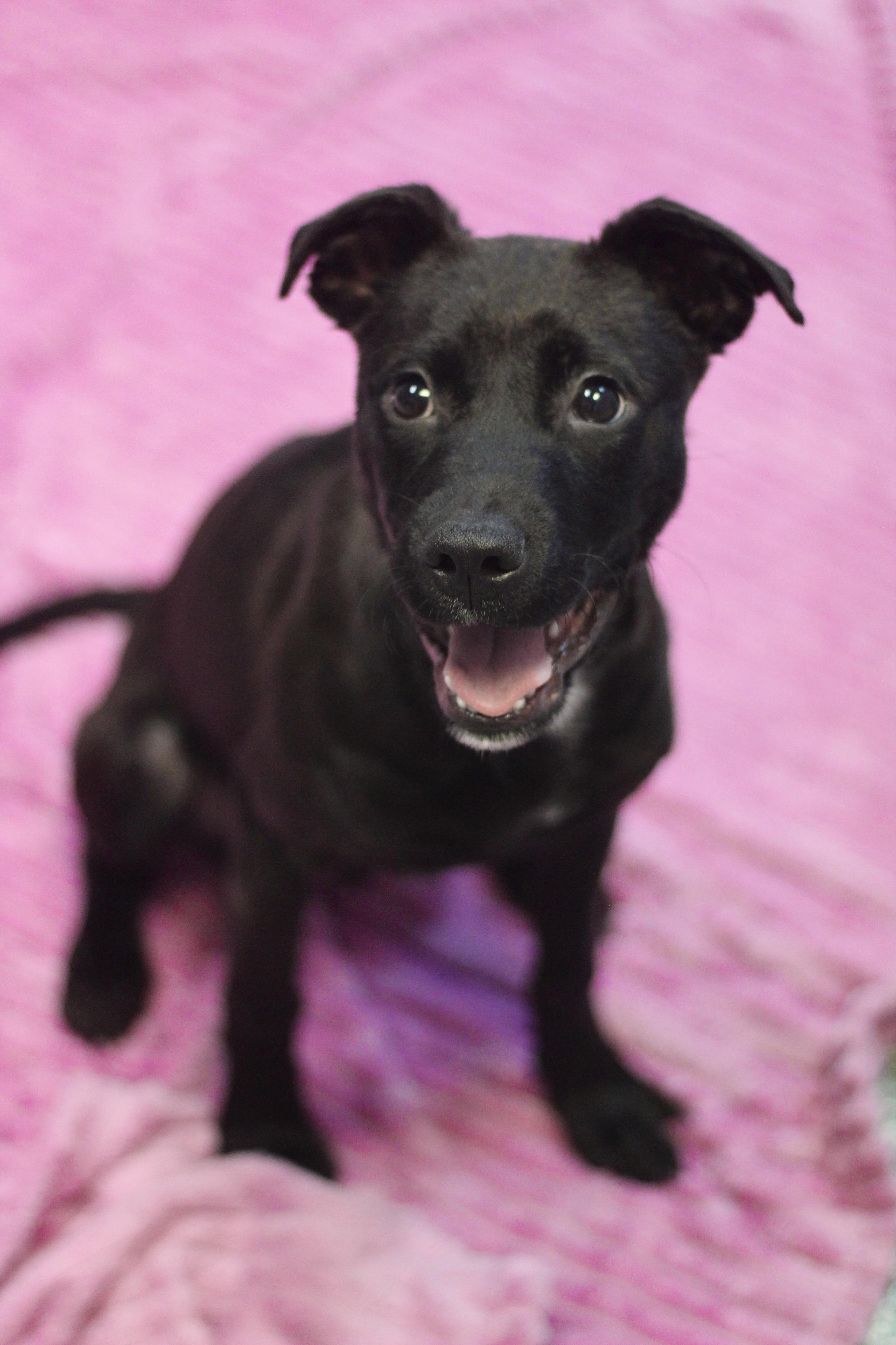 Devon in NH! Come Meet our Adoptable Dogs Wednesday-Saturday. More info in Bio!