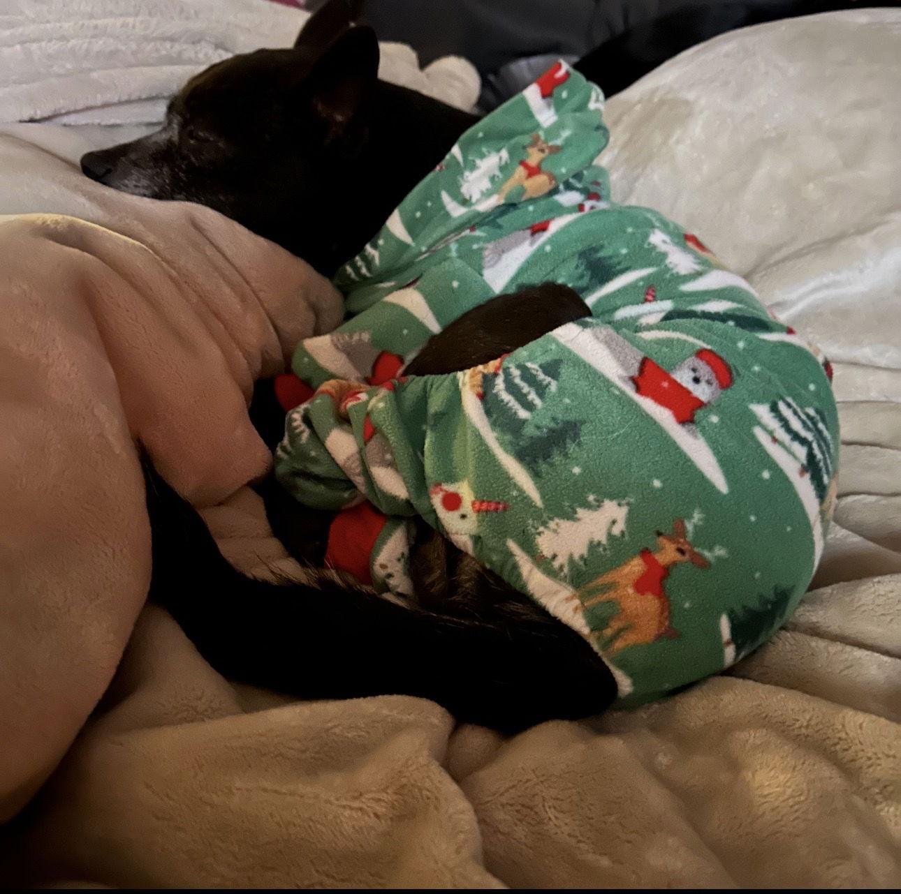 Enlarge Logan, a Adoptable Chihuahua in Ball Ground, GA image 2/3