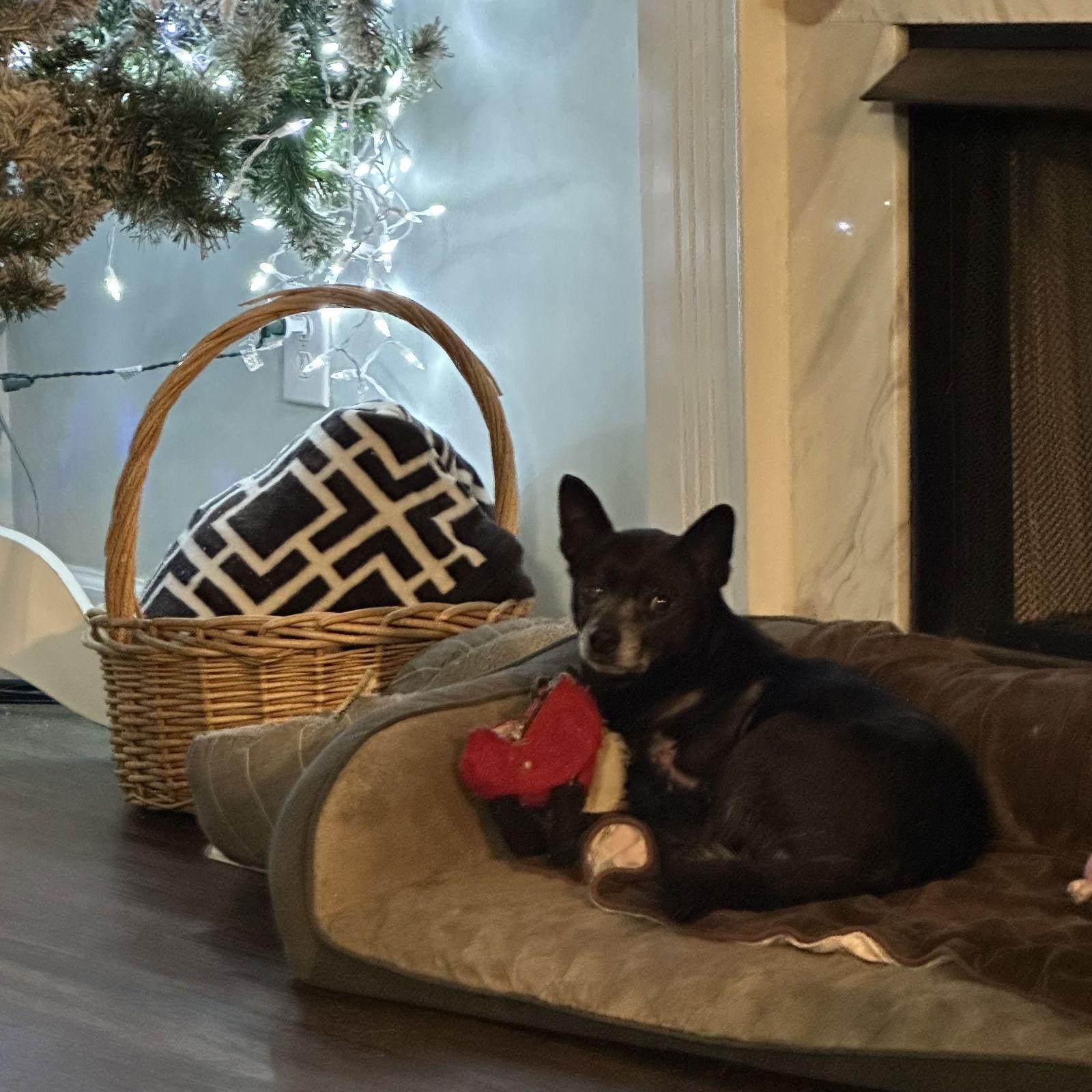 Enlarge Logan, a Adoptable Chihuahua in Ball Ground, GA image 3/3