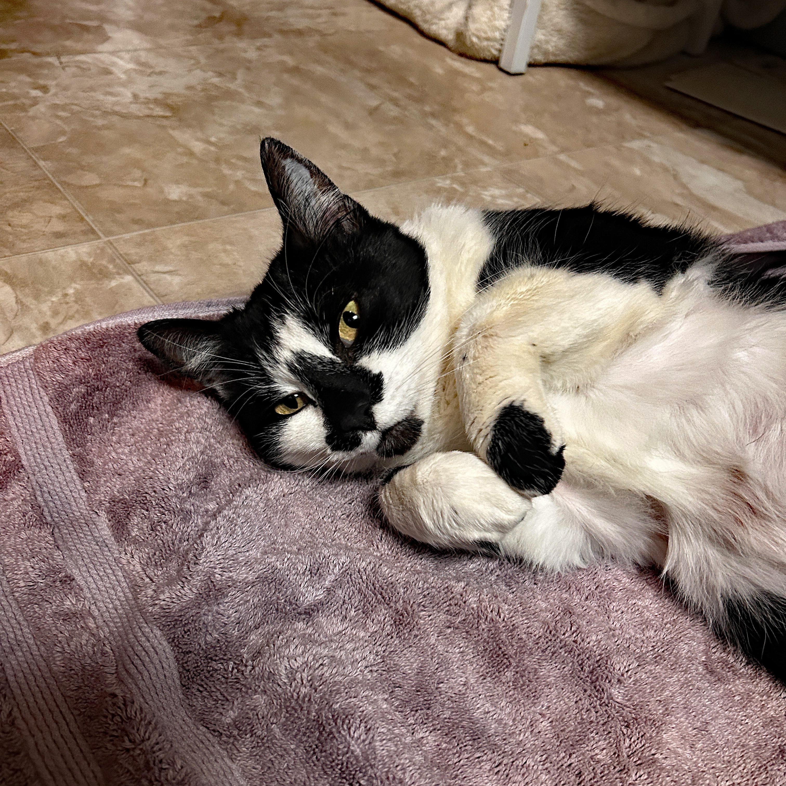 Cleo (Community Assist)