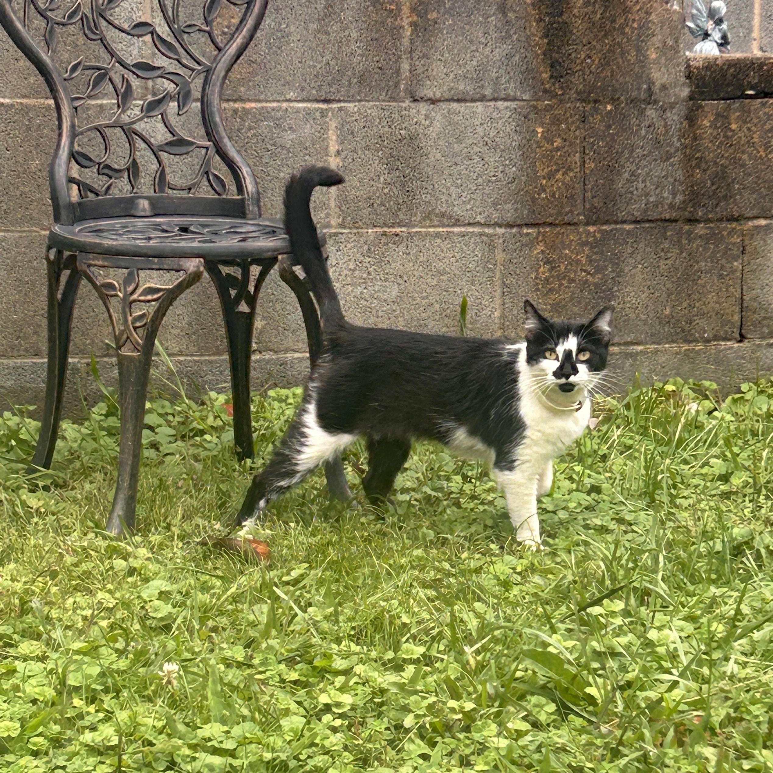 Cleo (Community Assist)