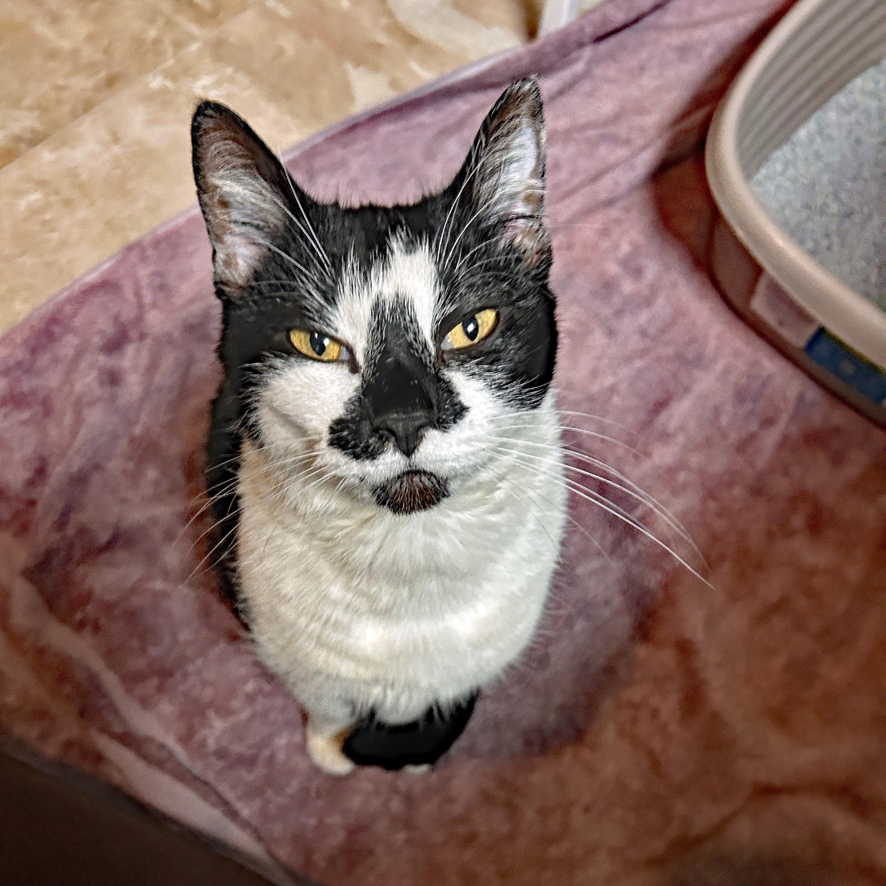 Cleo (Community Assist)