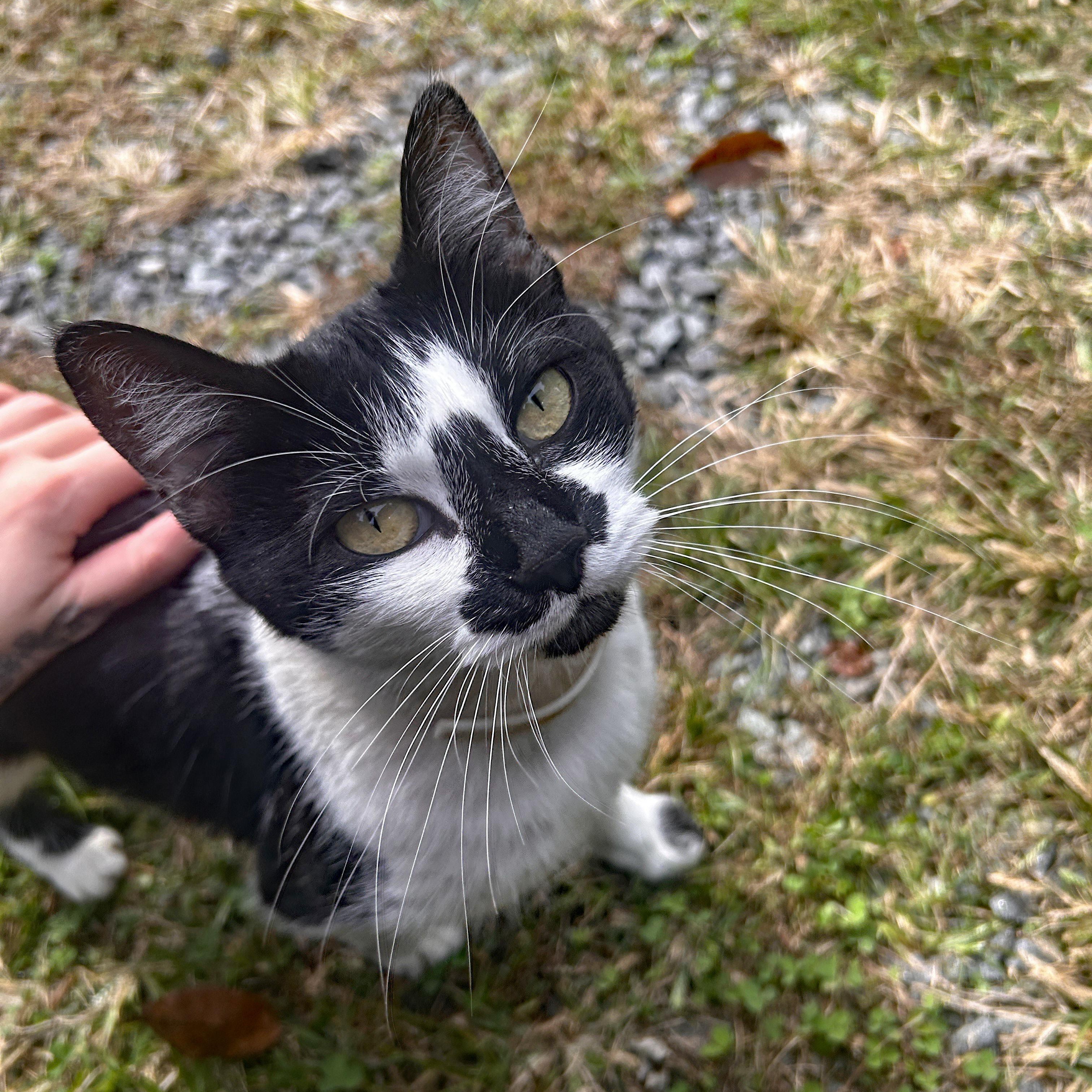 Cleo (Community Assist)