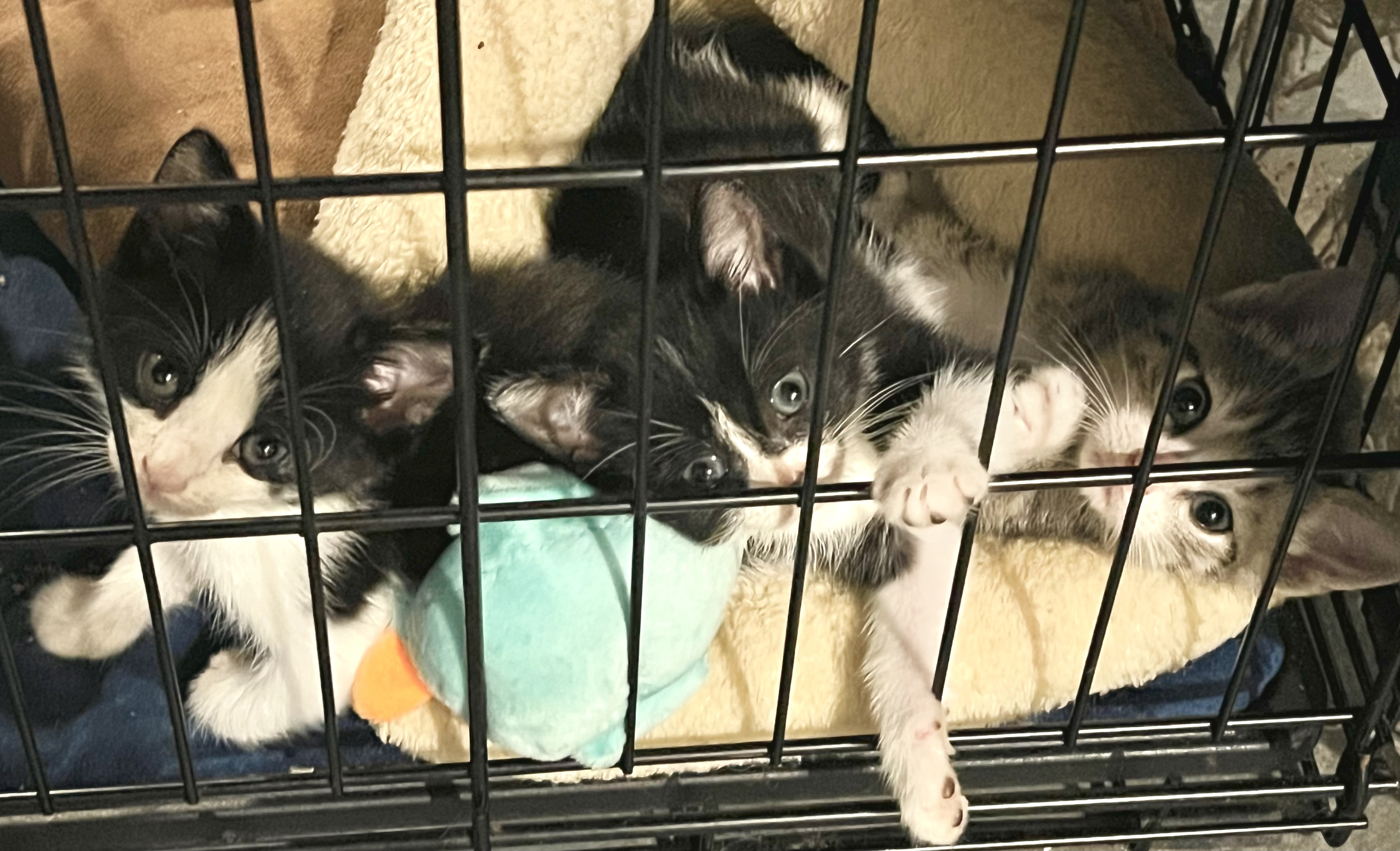 Enlarge Joe, a Adopted Domestic Short Hair in Maplewood, NJ image 3/5