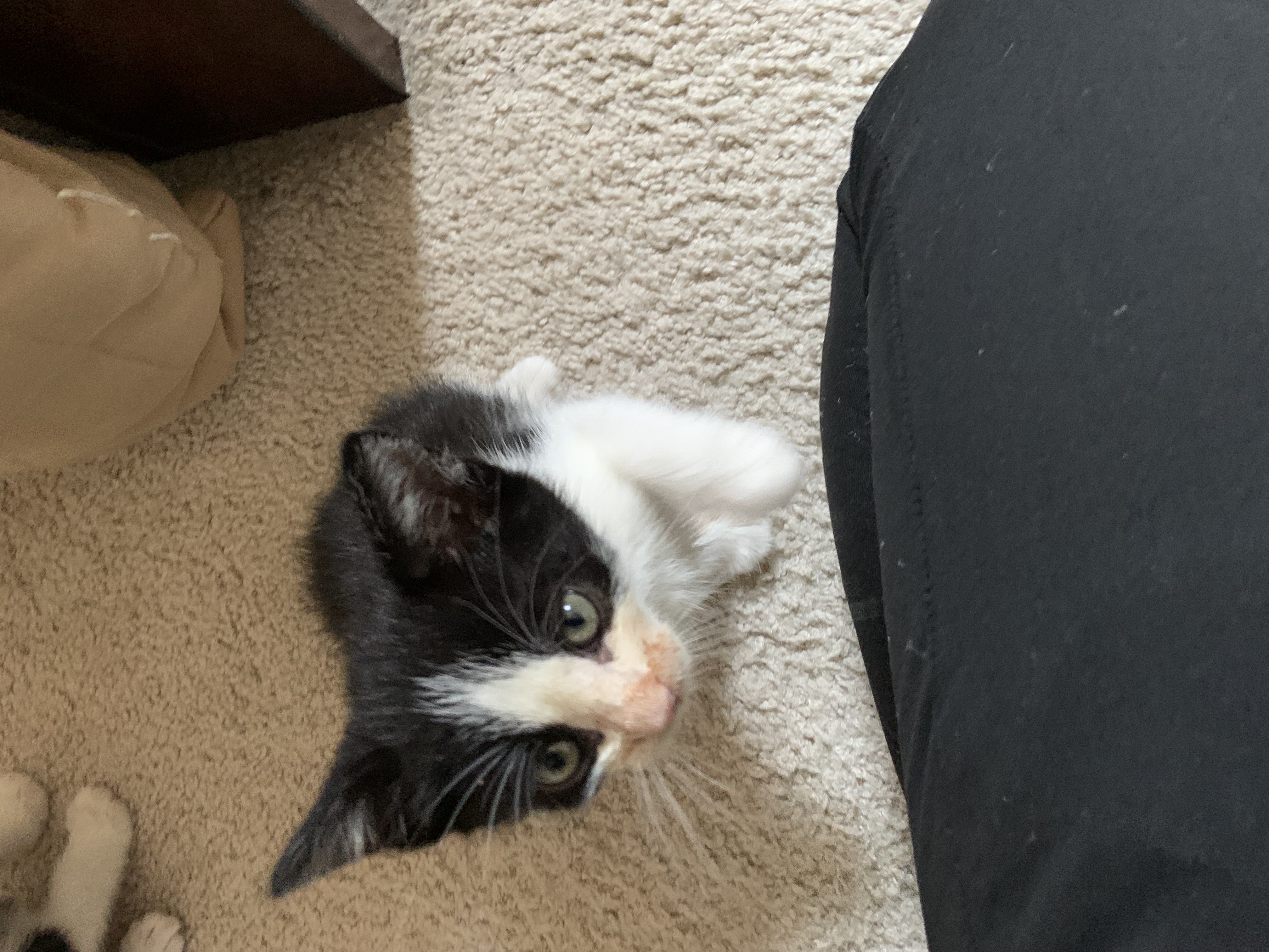 Enlarge Joe, a Adopted Domestic Short Hair in Maplewood, NJ image 4/5