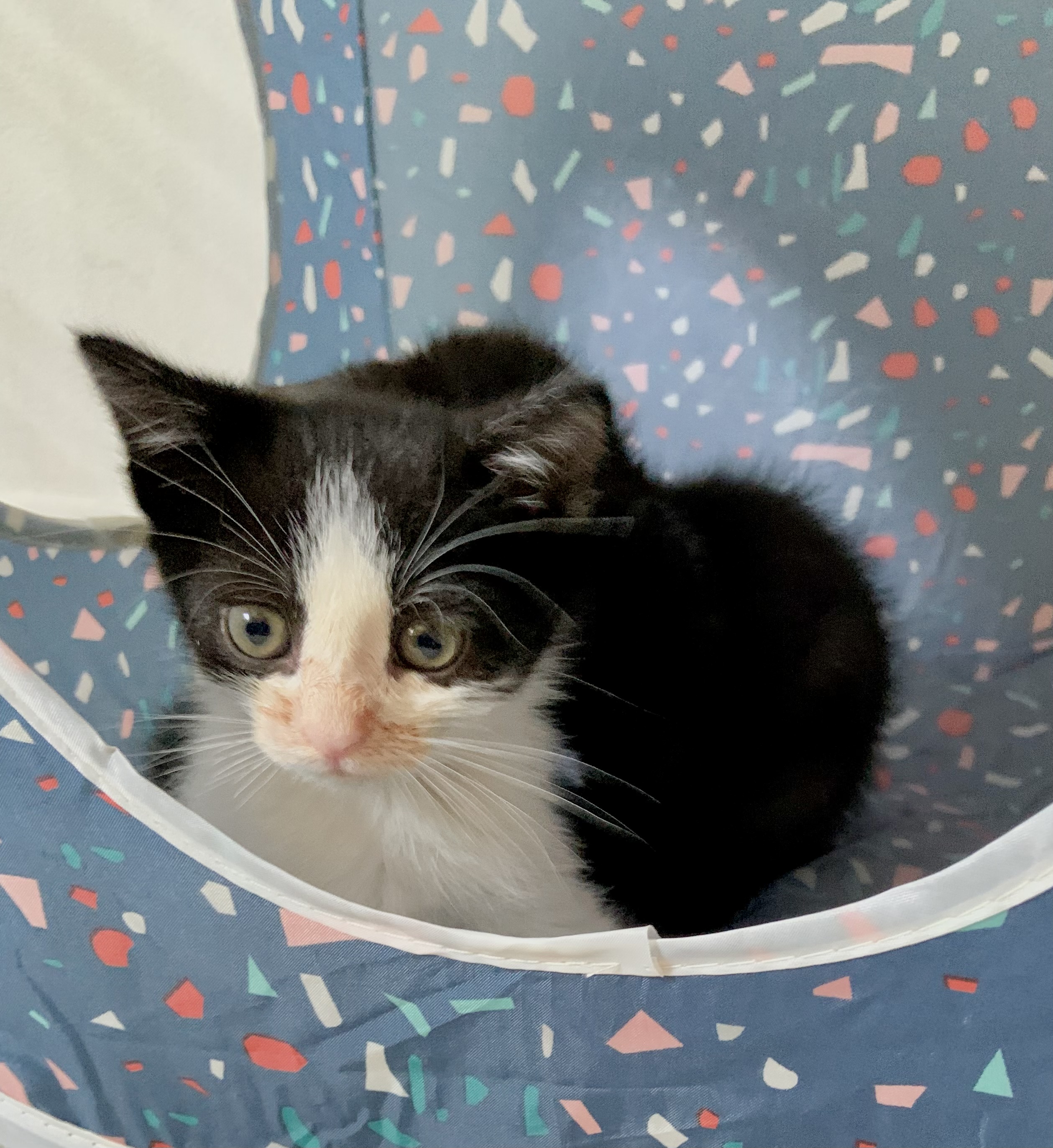 Enlarge Joe, a Adopted Domestic Short Hair in Maplewood, NJ image 2/5