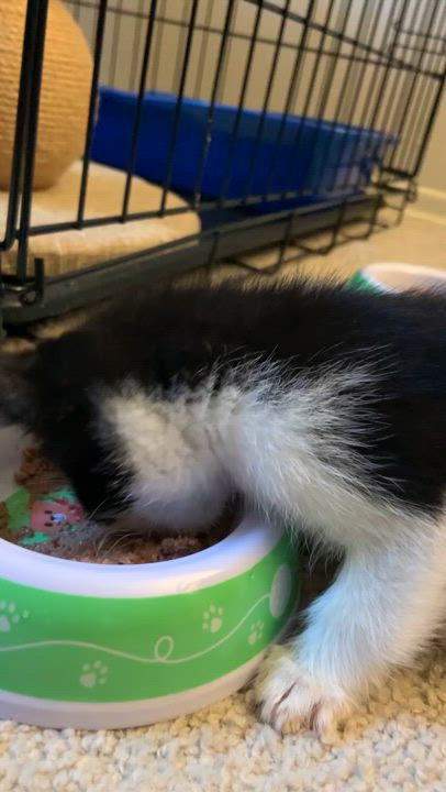 Enlarge Joe, a Adopted Domestic Short Hair in Maplewood, NJ video 5/5