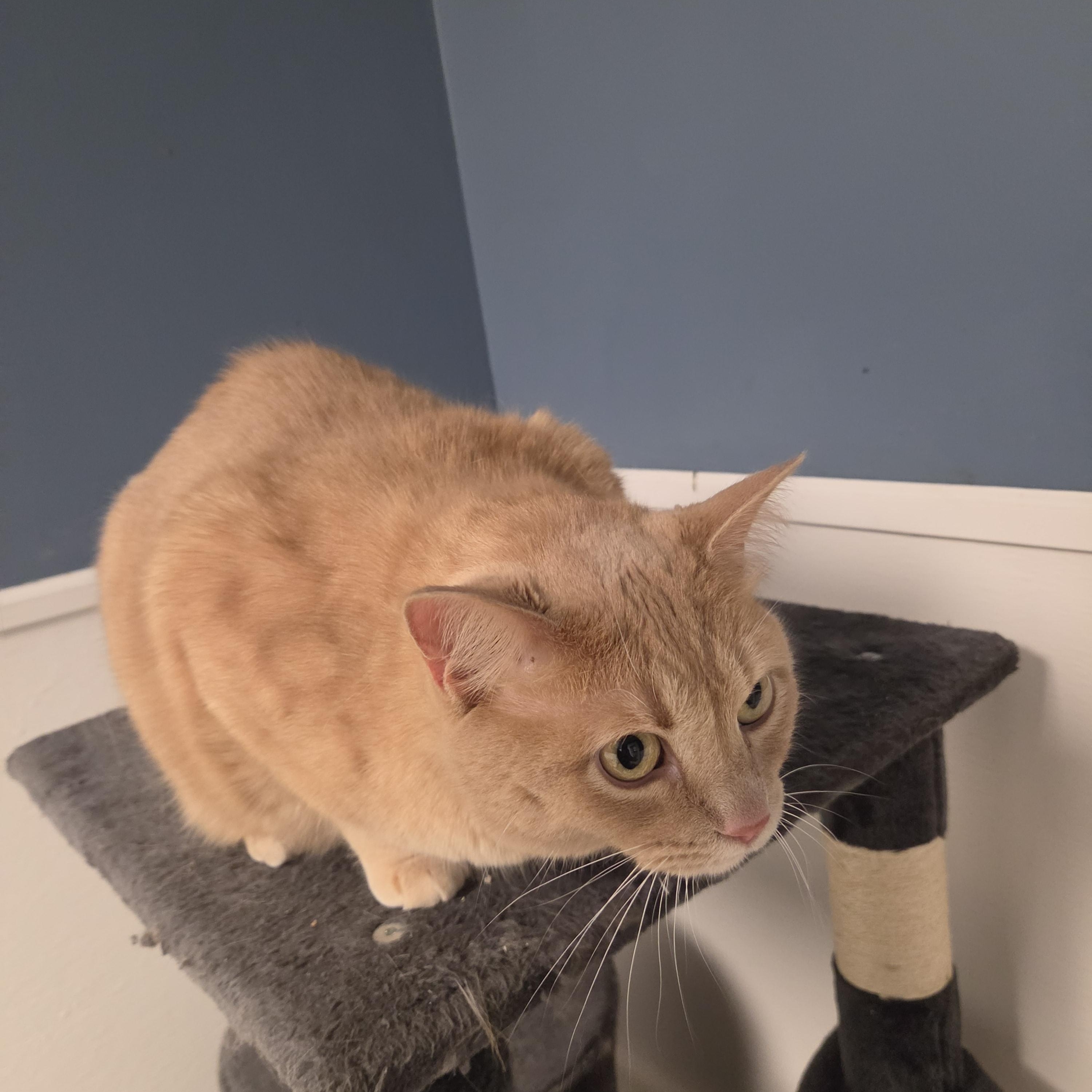 Ted, Adoptable, Adult Male American Shorthair.