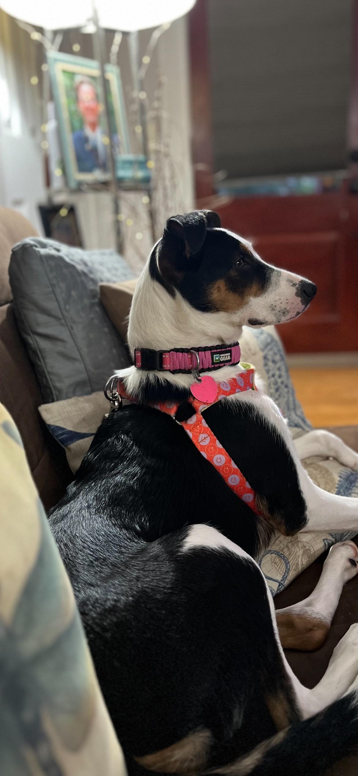 Remi (Short for Remington), Adult Female Border Collie