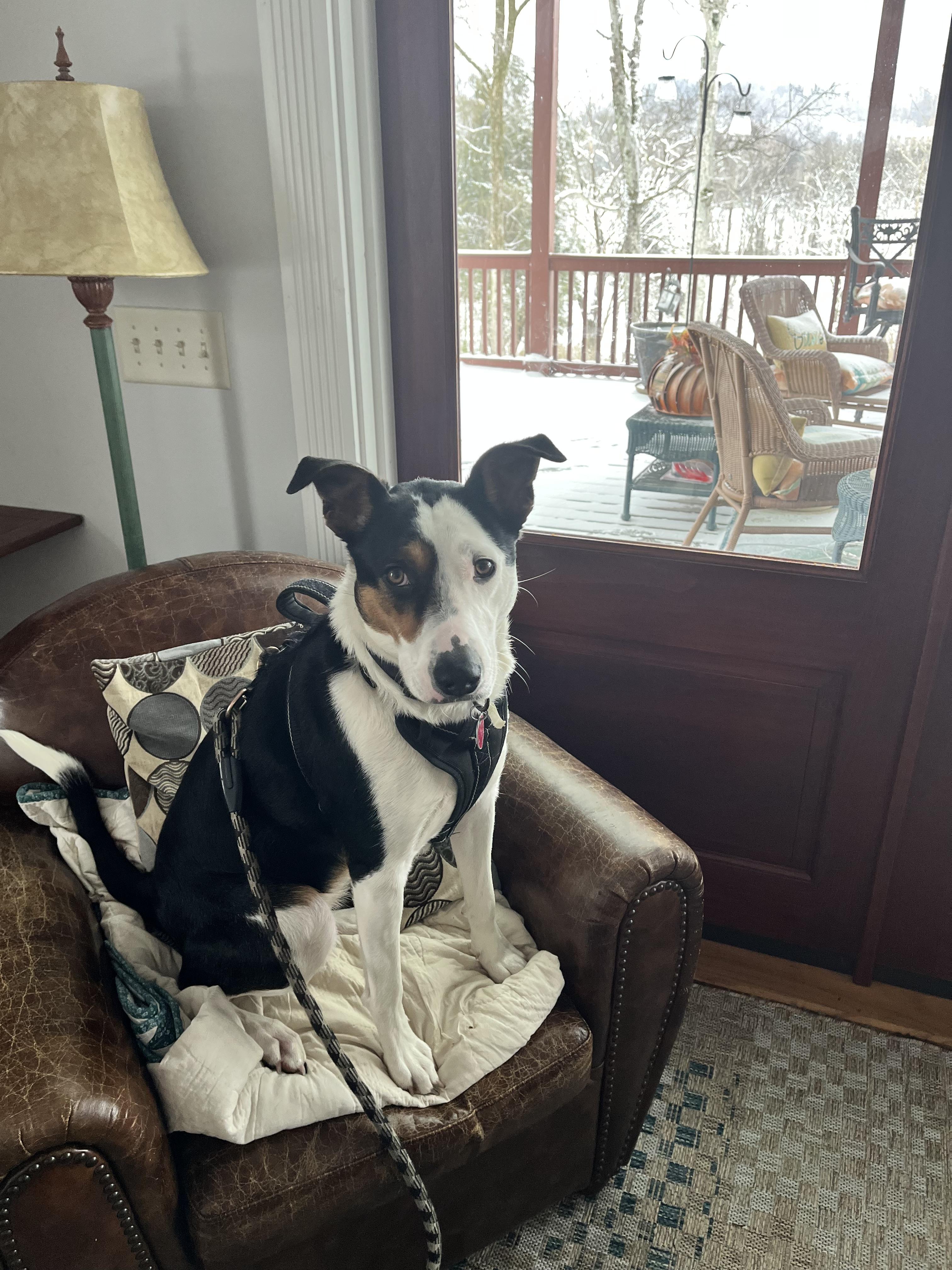Remi (Short for Remington) photo 5