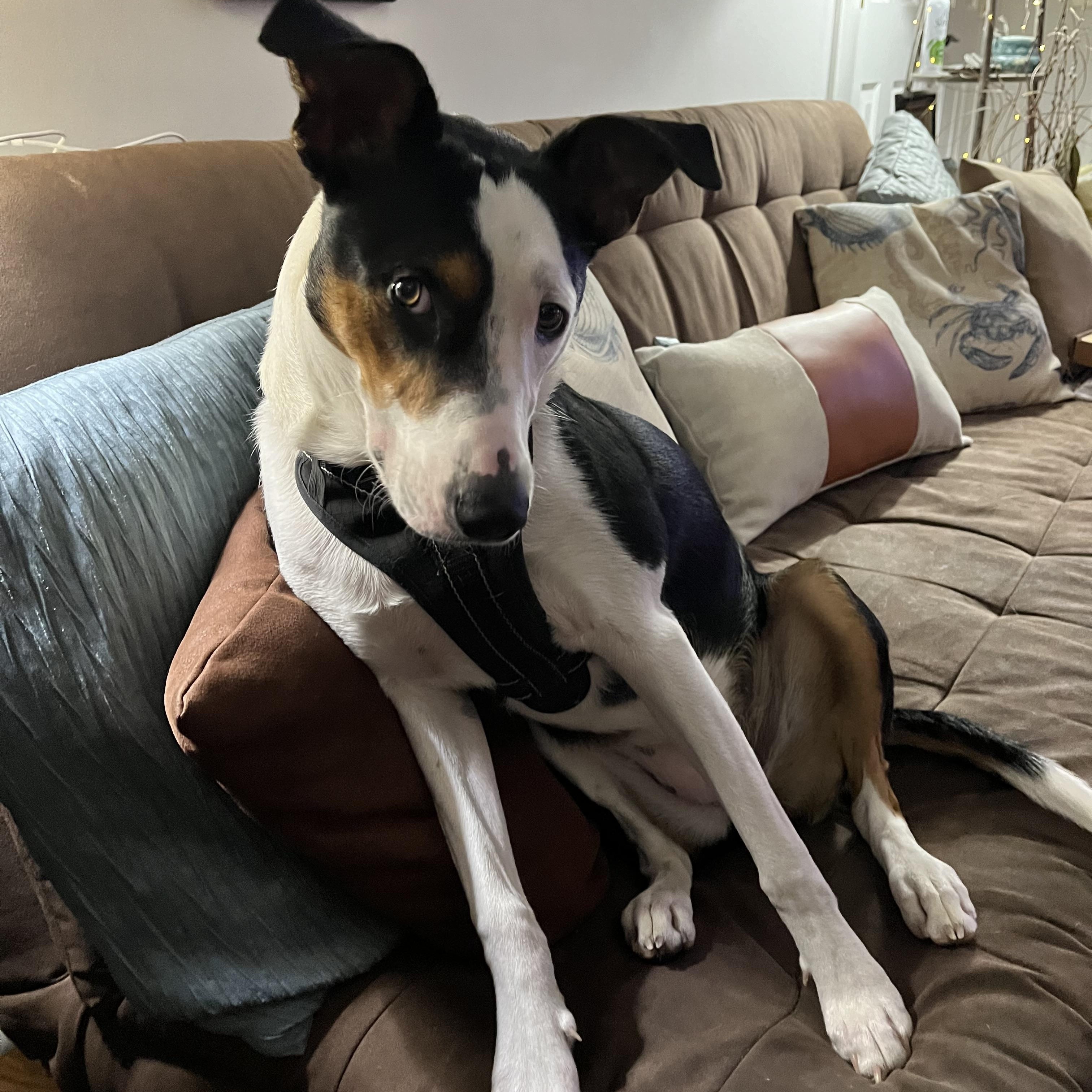 Remi (Short for Remington) photo 4