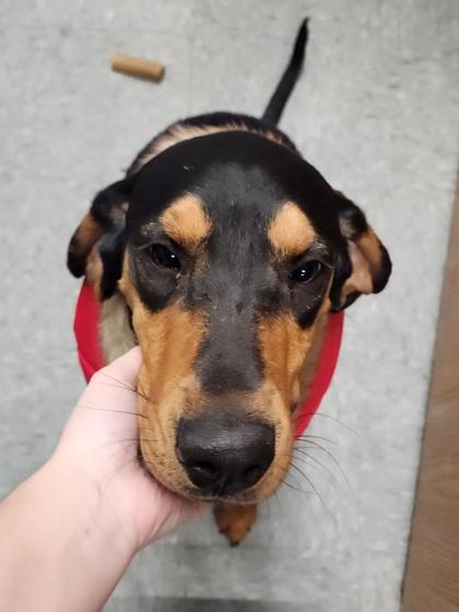 Bella, a Adoptable mixed breed in Shawano, WI image 1/2