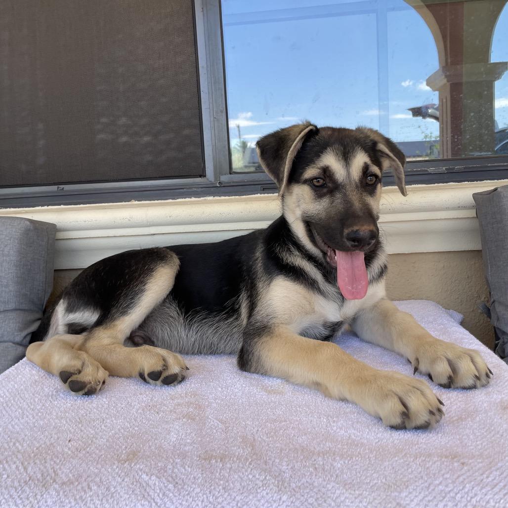 Apollo, Adoptable, Puppy Male German Shepherd Dog.
