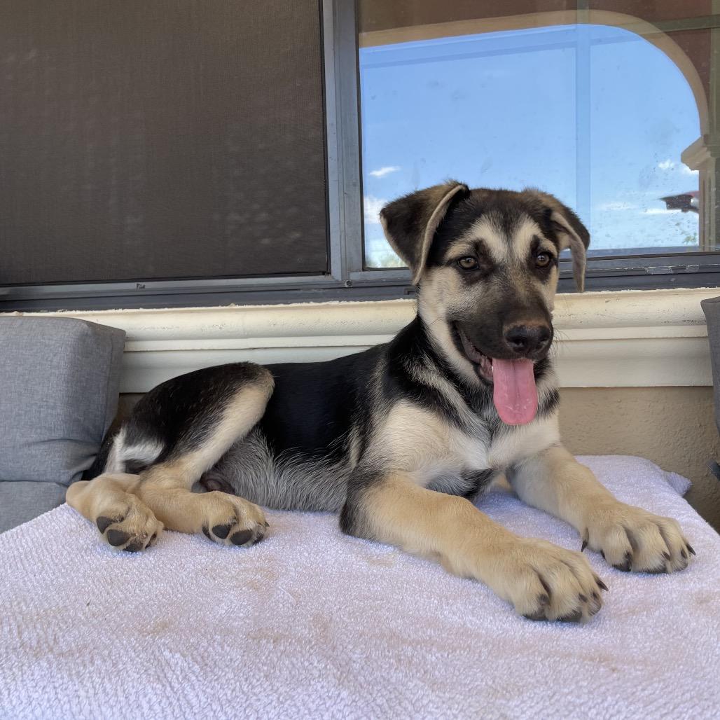 Enlarge Apollo, a Adoptable German Shepherd Dog in Tucson, AZ image 2/3
