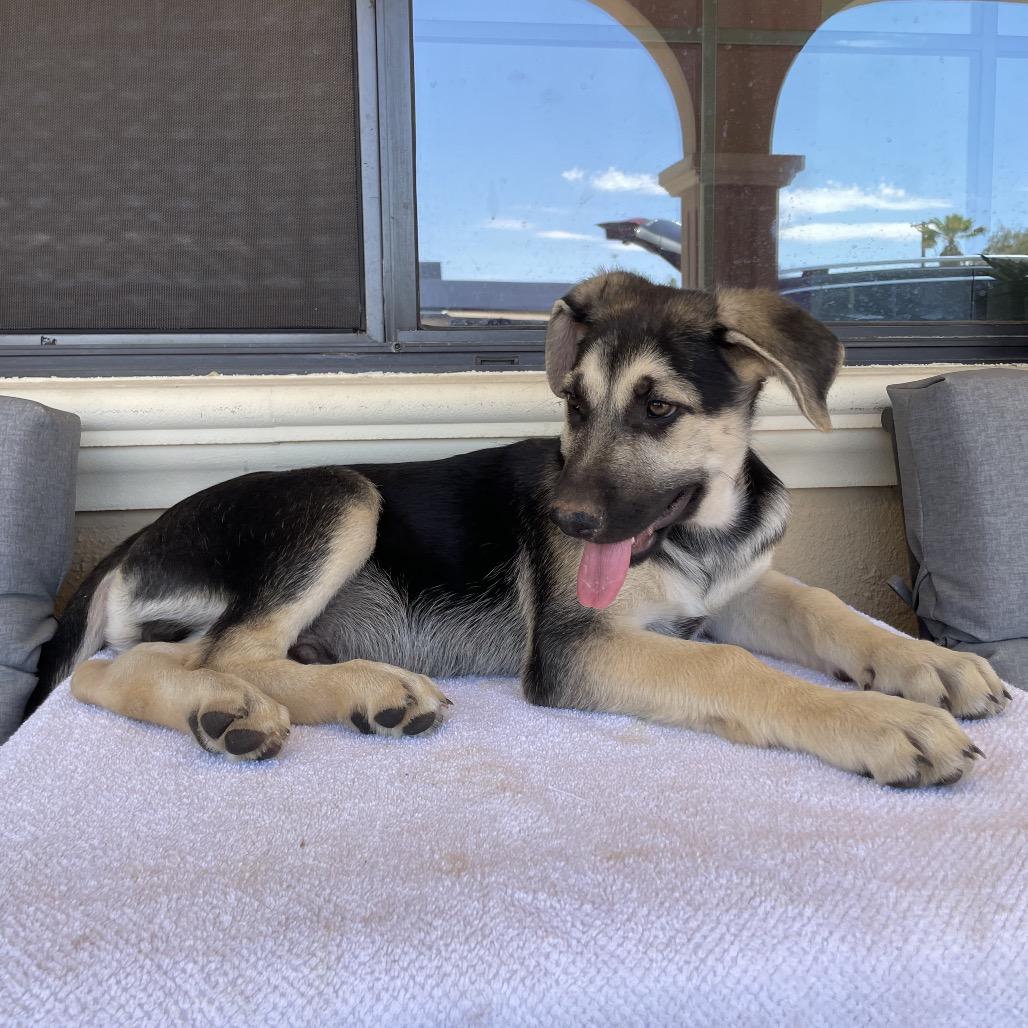 Enlarge Apollo, a Adoptable German Shepherd Dog in Tucson, AZ image 3/3