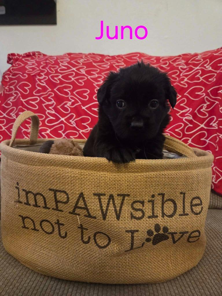 Juno, Adoptable, Puppy Female Black Labrador Retriever & Border Collie.