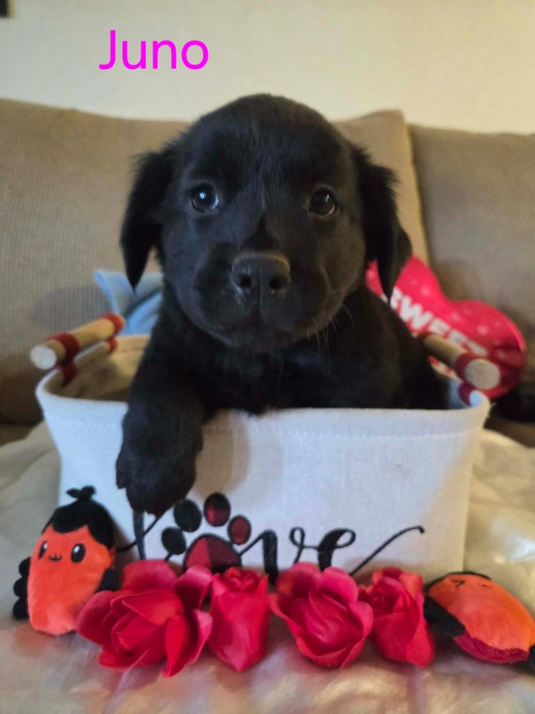 Juno, a Adoptable mixed breed in Mesa, AZ image 2/2