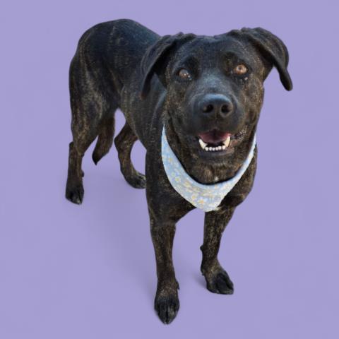 Gisepy -- LONGTIME RESIDENT!, ADOPTABLE, Adult Female Labrador Retriever.