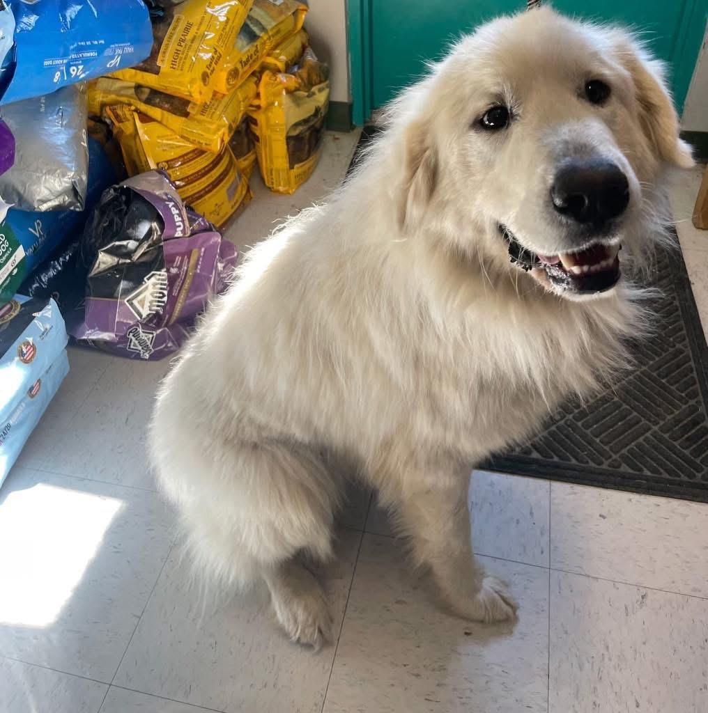Enlarge Marshall, an adopted Great Pyrenees in Maysville, KY image 3/5