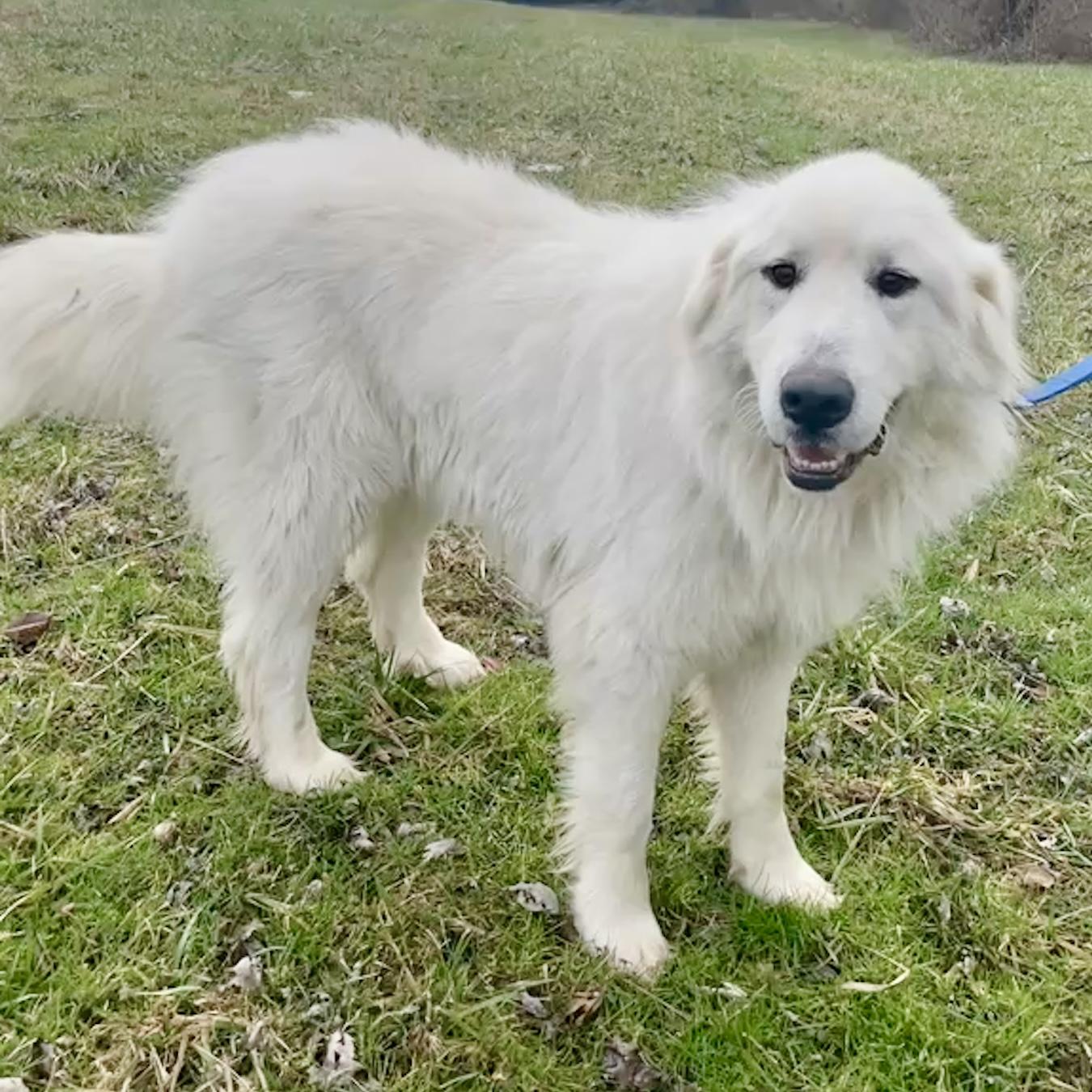 Enlarge Marshall, an adopted Great Pyrenees in Maysville, KY image 5/5