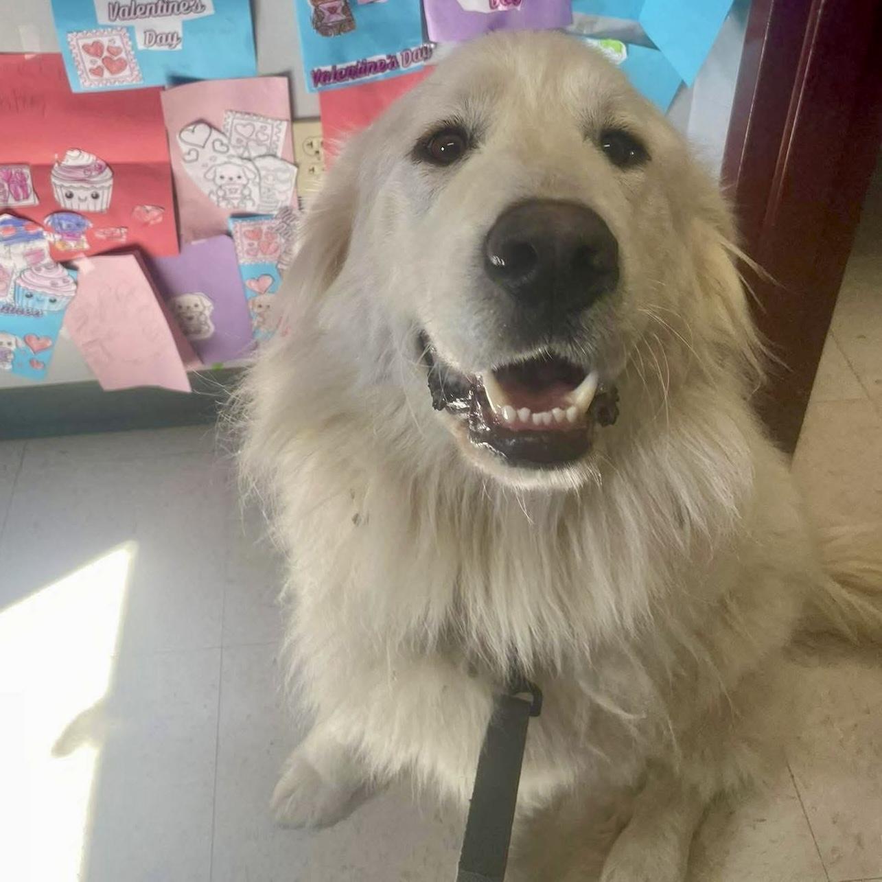 Enlarge Marshall, an adopted Great Pyrenees in Maysville, KY image 2/5
