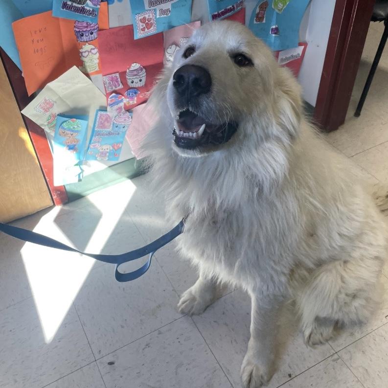 Enlarge Marshall, an adopted Great Pyrenees in Maysville, KY image 4/5