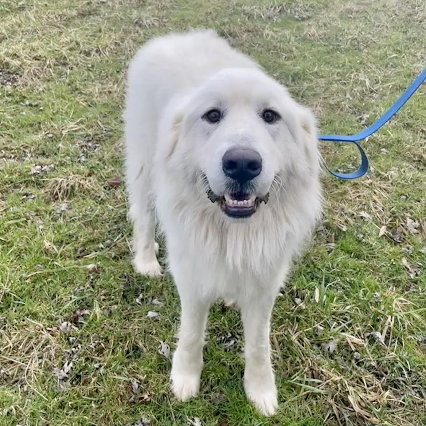 Marshall, adopted, Young Male Great Pyrenees.