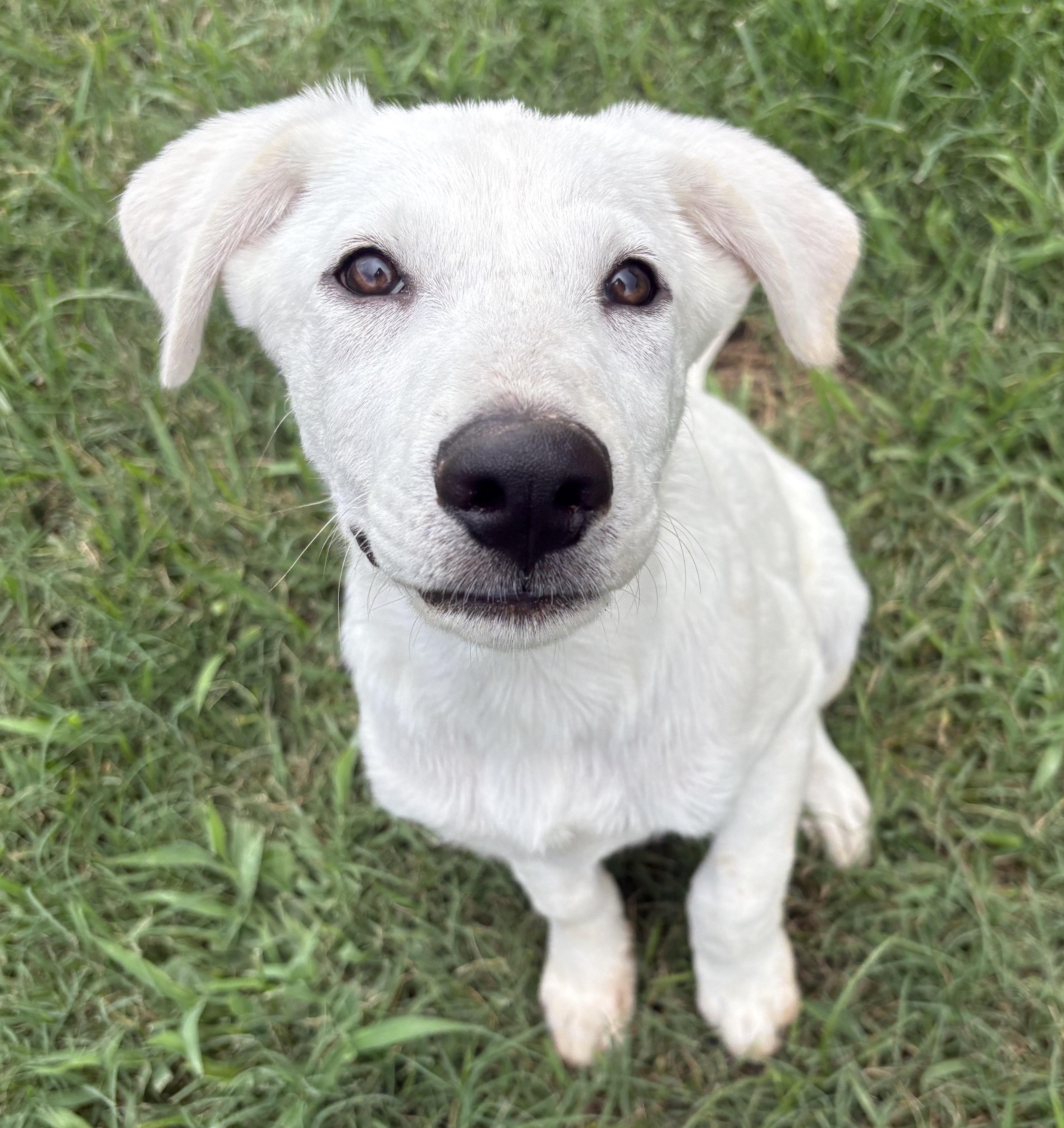 Enlarge Suds, an adopted mixed breed in Bryan, TX image 3/4