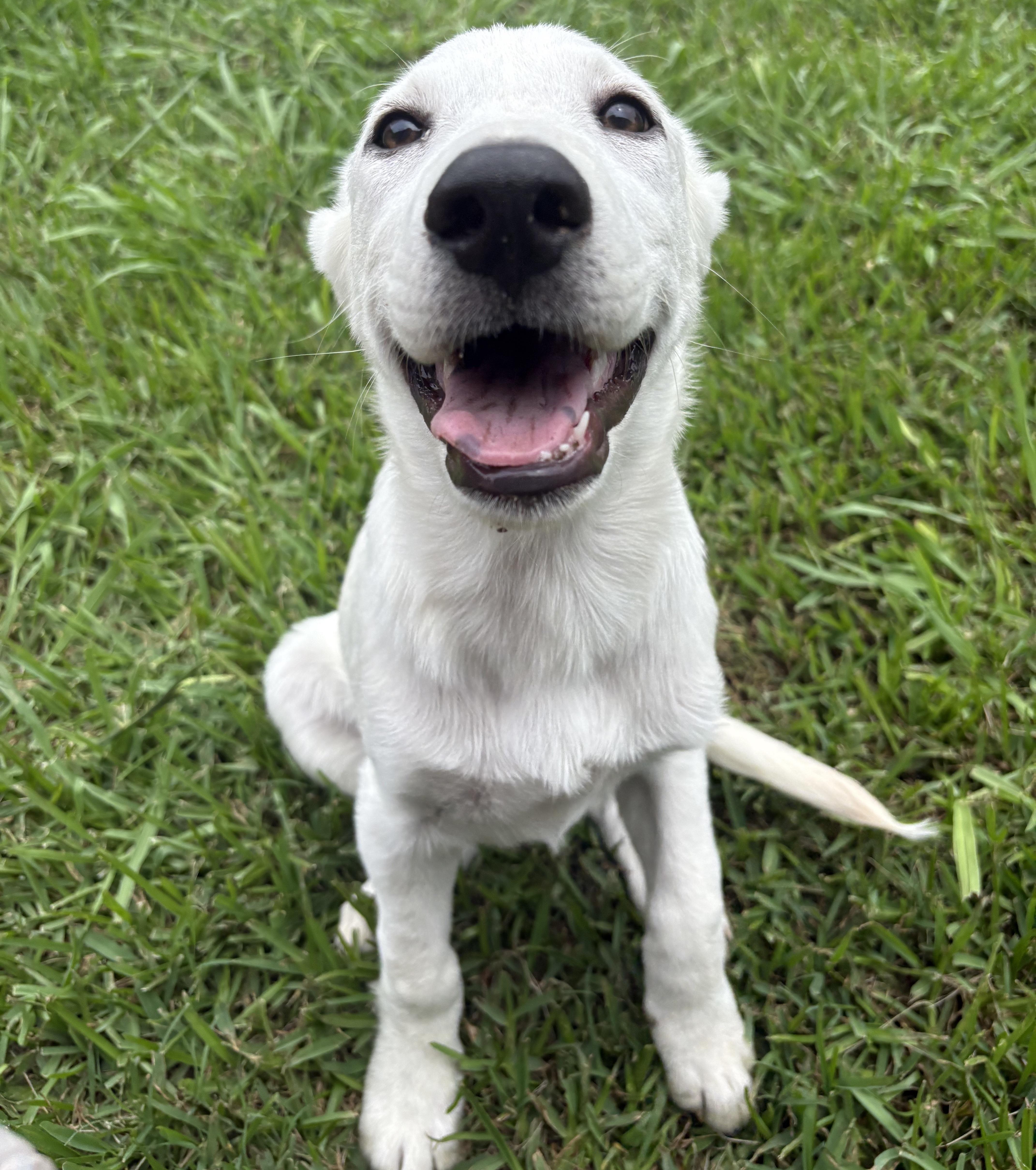 Enlarge Suds, an adopted mixed breed in Bryan, TX image 2/4