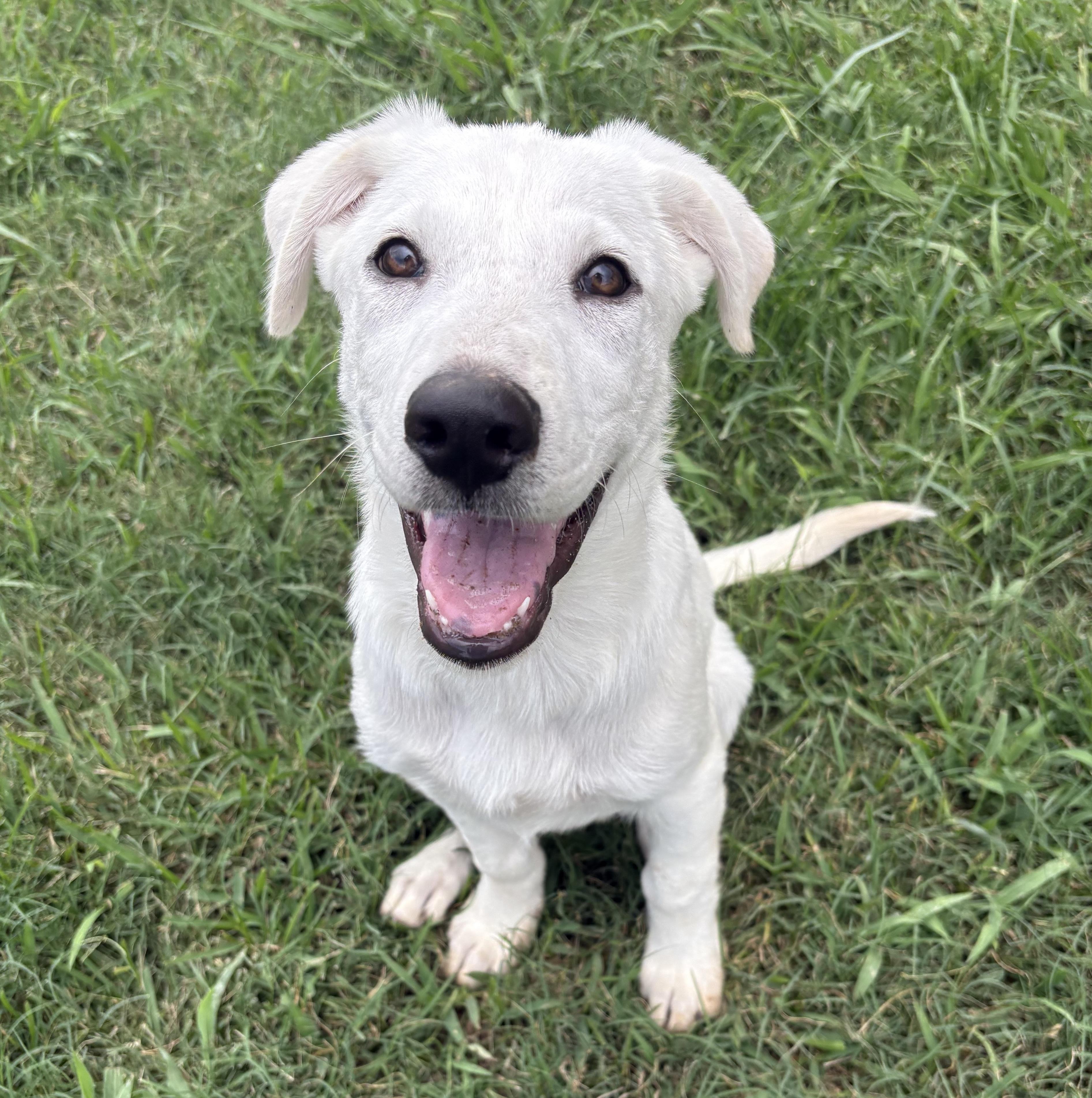 Enlarge Suds, an adopted mixed breed in Bryan, TX image 4/4
