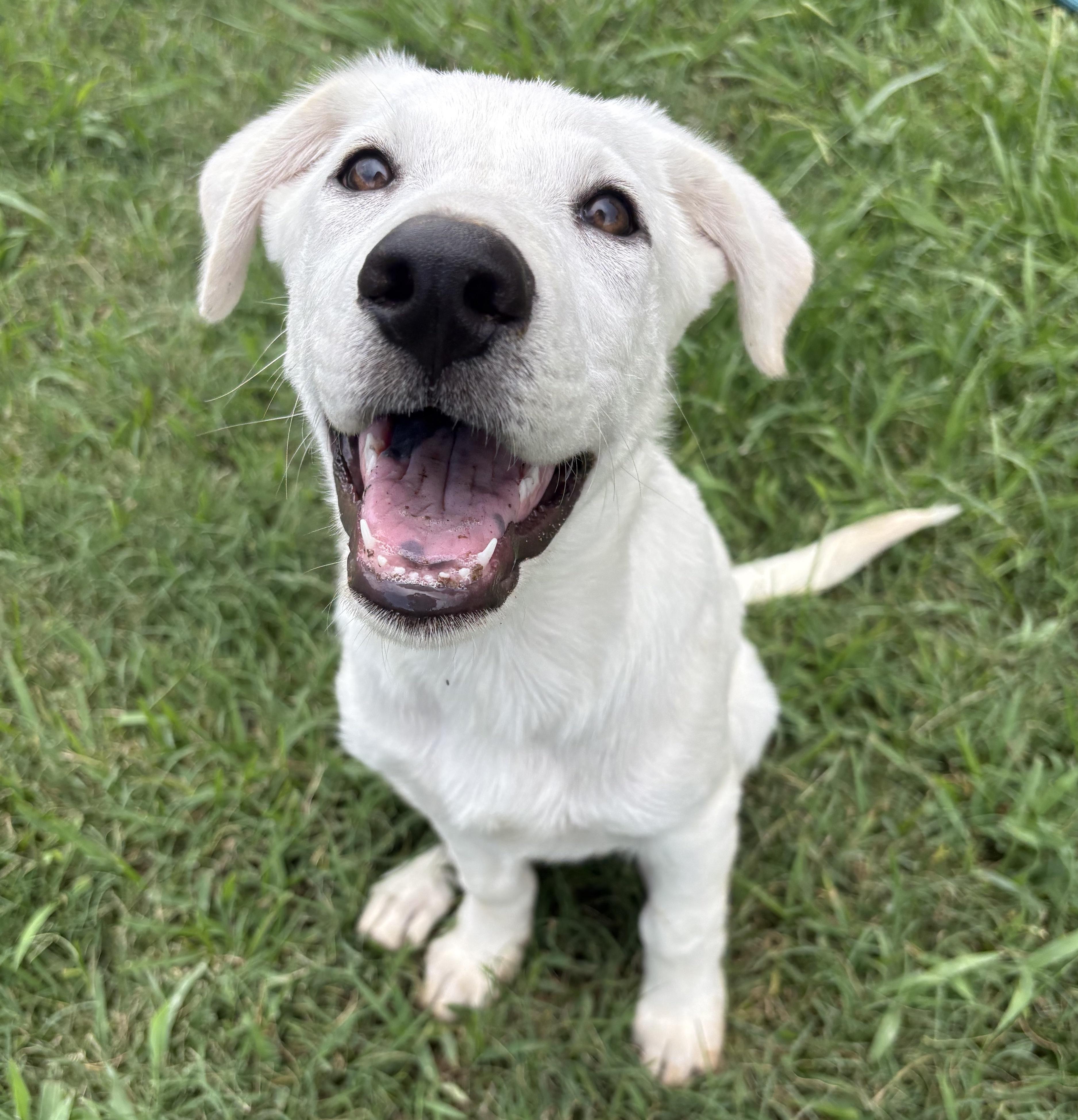 Enlarge Suds, an adopted mixed breed in Bryan, TX image 1/4