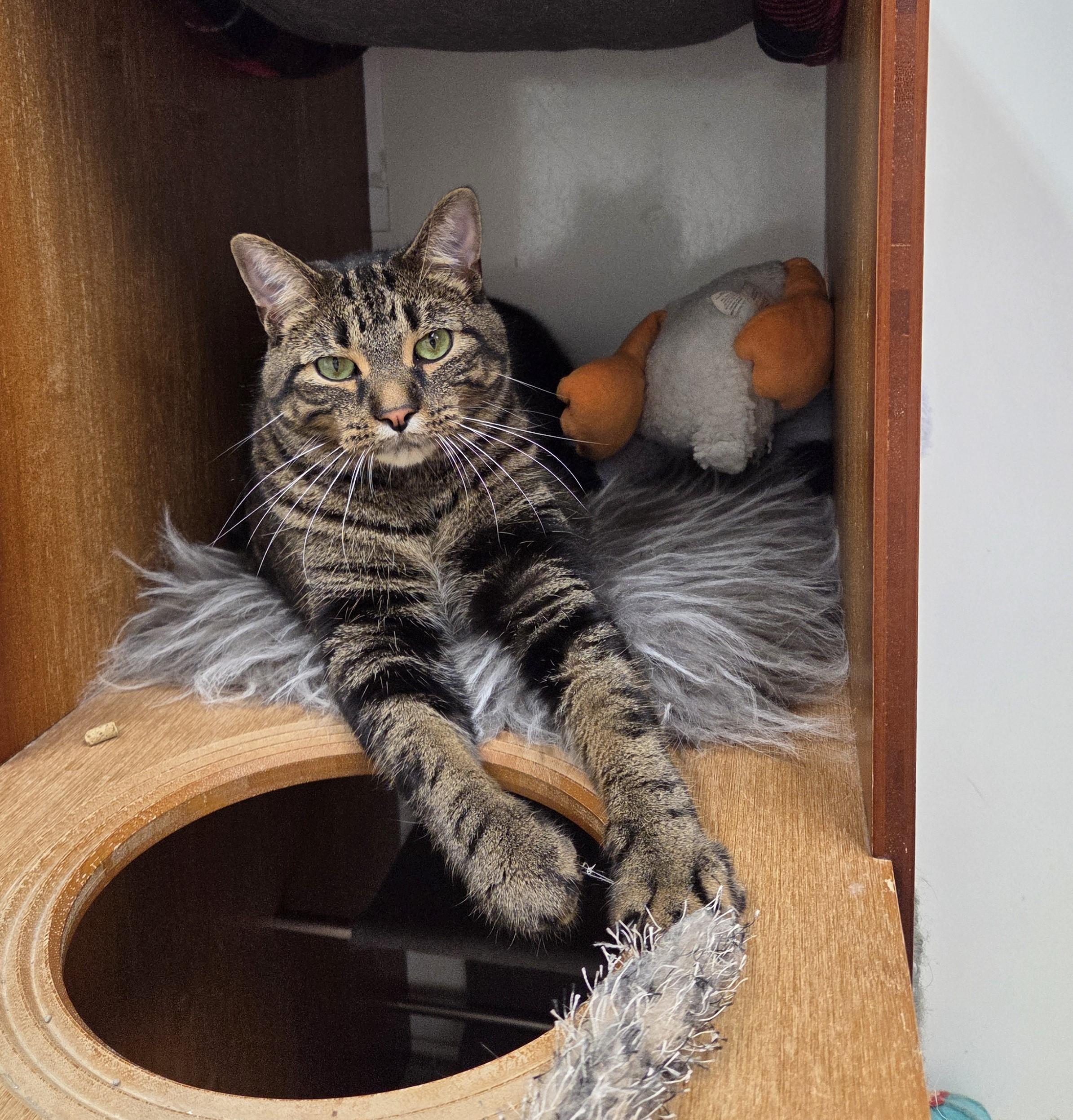 Beans, ADOPTABLE, Adult Male Domestic Short Hair.