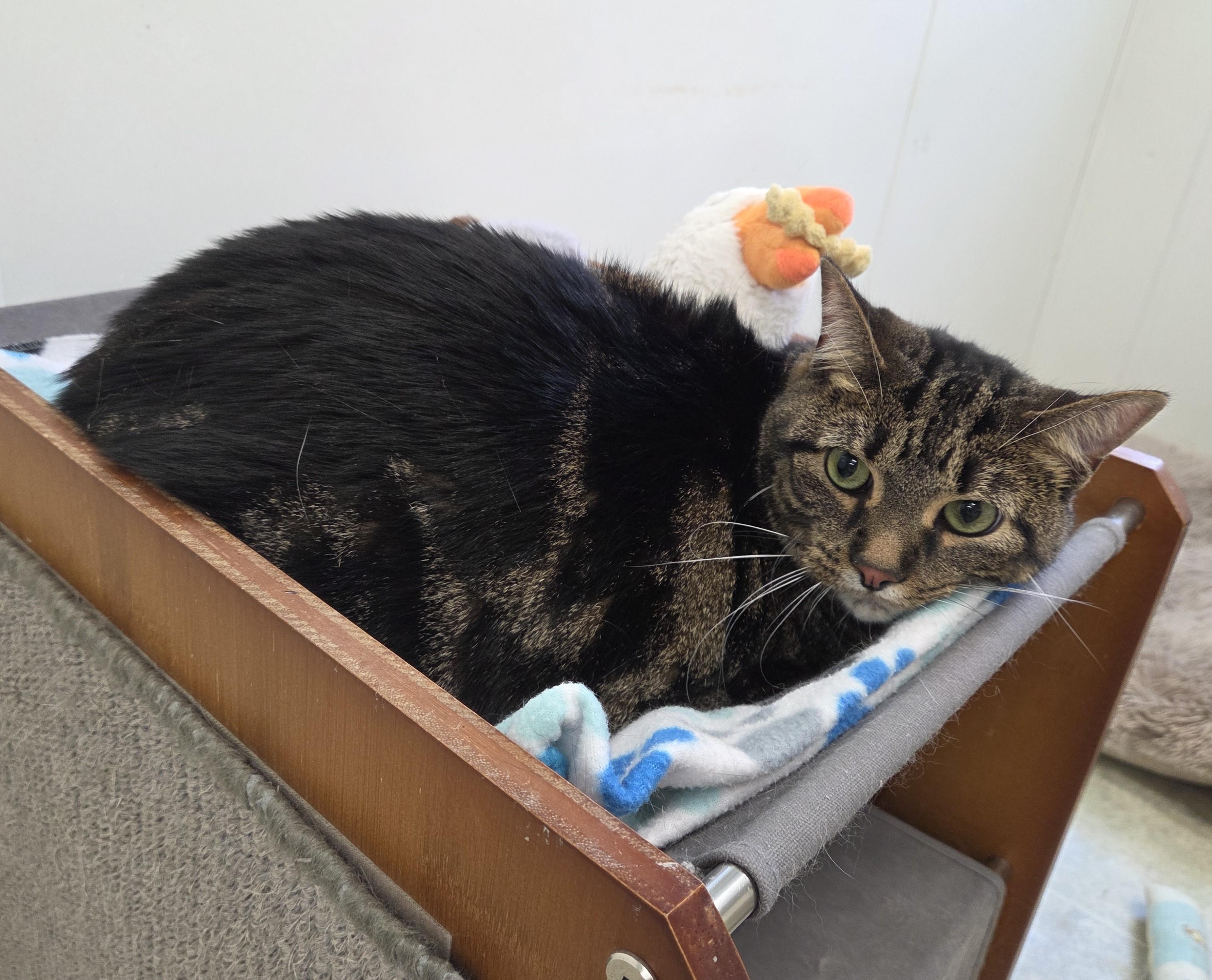 Enlarge Beans, a ADOPTABLE mixed breed in Carsonville, MI image 2/3